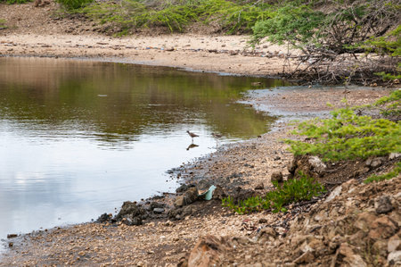 The beach and shoreline of St. Joris Bay in Curacao. Two little shorebirds are standing in the water at the beach.の写真素材