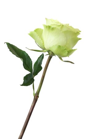 yellow rose against white backgroundの写真素材