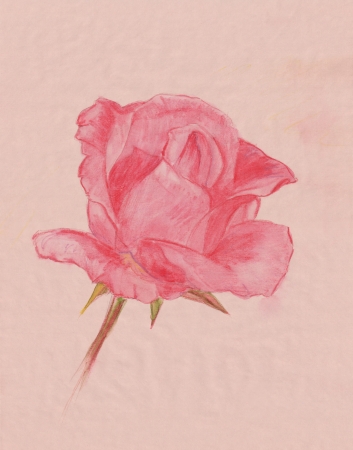 tender pink rose flower watercolor pencil drawingの写真素材