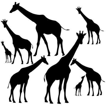 set of fine giraffes silhouettes - black outlines on whiteのイラスト素材