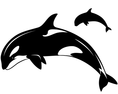 シャチの写真素材 イラスト素材 ストックフォトのamanaimages Plus