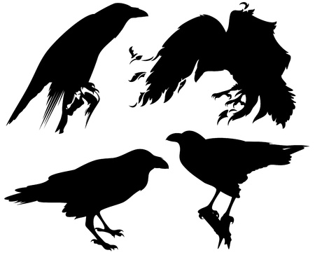 raven birds  silhouettes のイラスト素材
