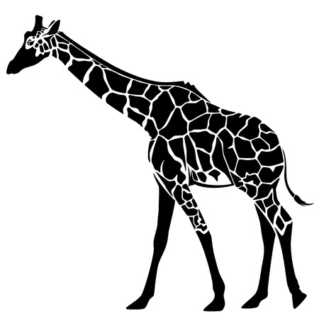 cute giraffe vector illustration - black and white stylized outline of an elegant animalのイラスト素材