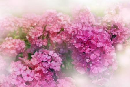 summer time bright floral background - pink hydrangea flowersの写真素材
