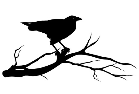 raven bird on tree branch - black vector silhouette on whiteのイラスト素材