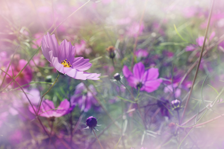 shallow DOF cosmos flowers background - purple flowers among grass in the gardenの写真素材