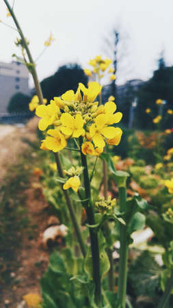 Flowerの写真素材