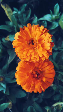 Flowerの写真素材