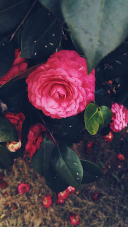 Flowerの写真素材