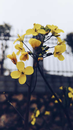 Flowerの写真素材