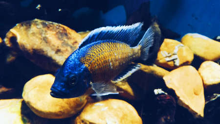 Fishの写真素材