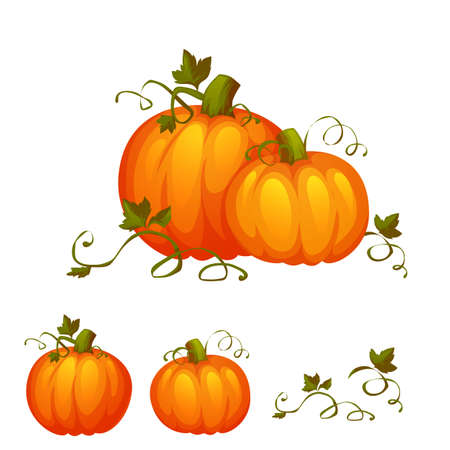 Fresh two pumpkin with sweet green leafs.のイラスト素材