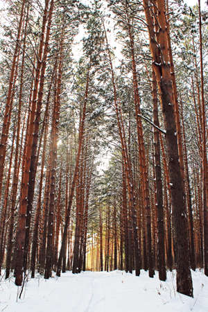 View to the peaceful winter forest with the tall trees. Vertical outdoors shot.の写真素材