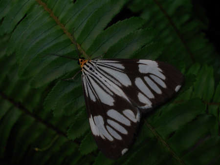 Moth on green leaf in natureの写真素材
