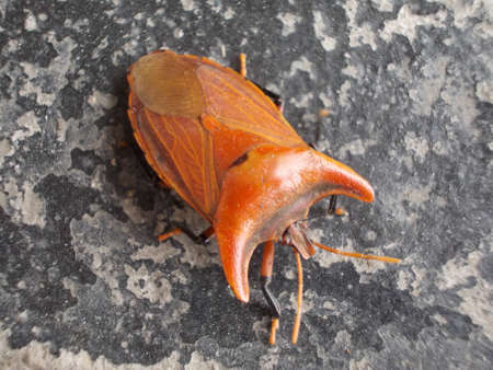 Stag beetle Lucanus cervusの写真素材
