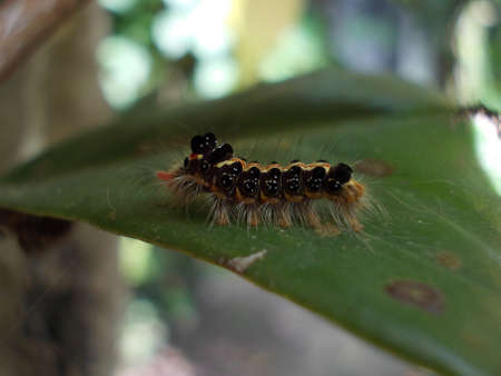 Brown arctia caja larva on leaf in natureの写真素材