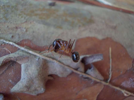 Ant formica rufa on grassの写真素材