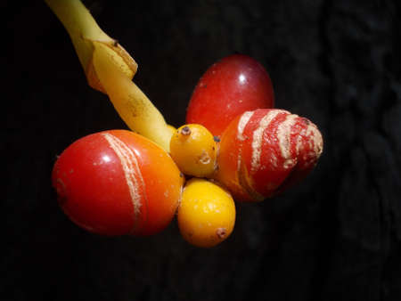 Close up of seed growing on treeの写真素材