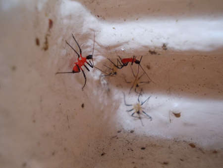 Close up group of insects in natureの写真素材