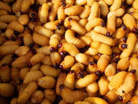 Sago palm weevilの写真素材