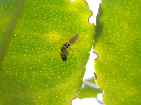Aphis on kaffir lime leafの写真素材