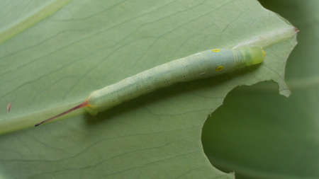 Worm on green leafの写真素材