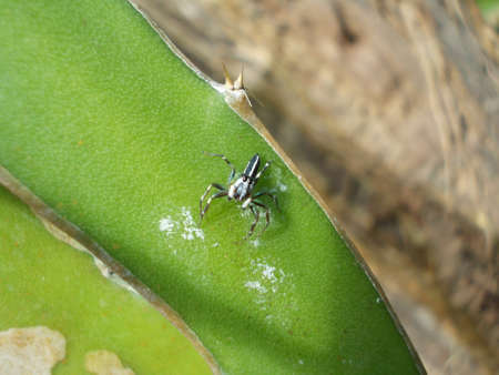 Jumping spider on leafの写真素材