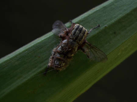 Spider on leafの写真素材