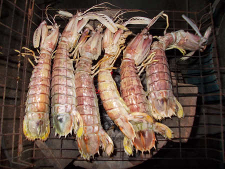 Mantis Shrimpの写真素材