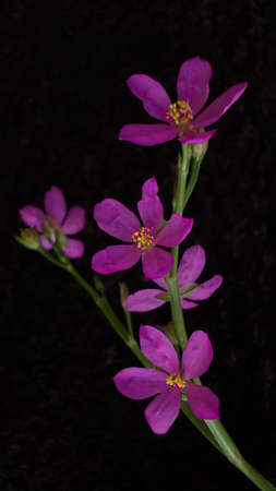 Pink flowerの写真素材