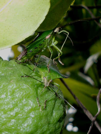 Insect on green treeの写真素材