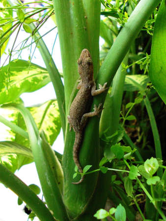 Lizard on green treeの写真素材