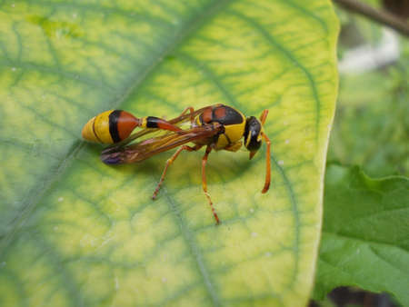 Sphex viduatus christ on green leafの写真素材