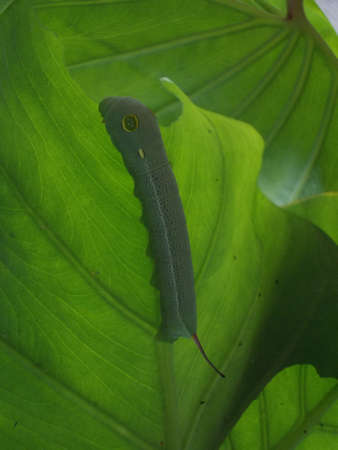 Worm on green leafの写真素材