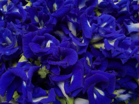 Asian pigeonwings or Clitoria ternatea L  flowerの写真素材