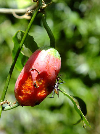 Insect eat Ivy gourd fruit or Coccina Grandisの写真素材