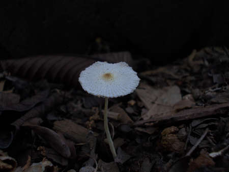 Mushroom in forestの写真素材