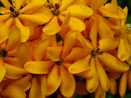 Background yellow flowersの写真素材