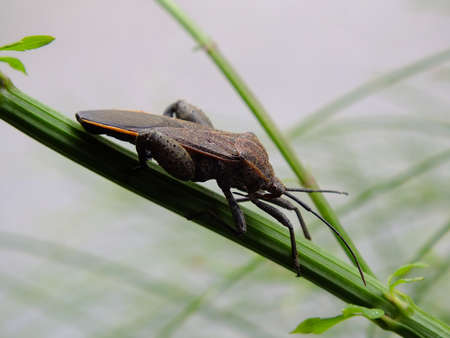 Insect on treeの写真素材