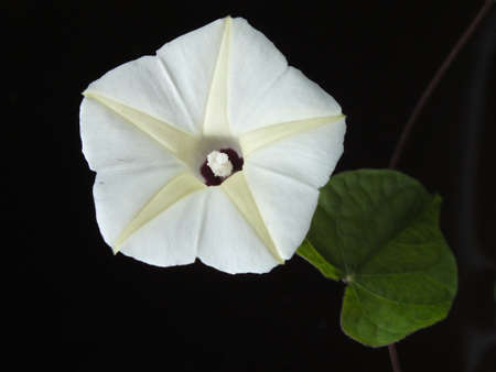 White flower on black backgroundの写真素材