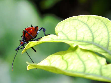 Insect on leafの写真素材