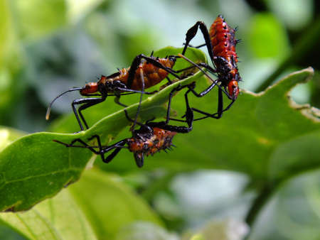 Insects on leafの写真素材