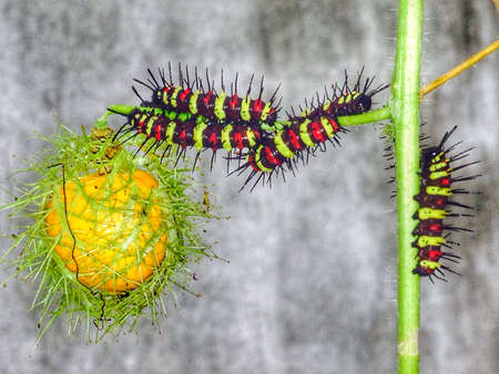 Caterpillar eating fruitの素材