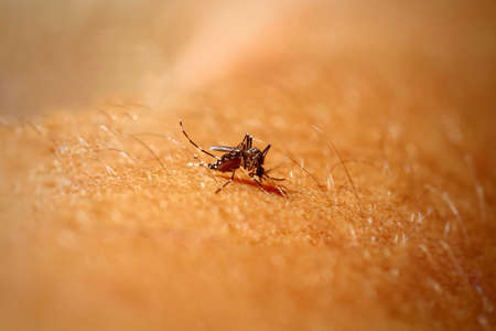Dengue virus infected mosquitoes sucking blood from human skin.の素材