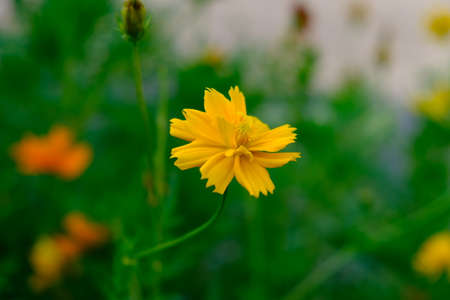 Cosmos sulphureus is also known as sulfur cosmos and yellow cosmos. this flower is in the gardenの写真素材