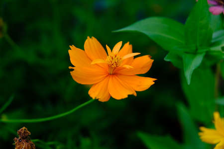 Cosmos sulphureus is also known as sulfur cosmos and yellow cosmos. this flower is in the gardenの写真素材