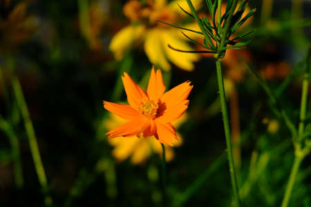 Cosmos sulphureus is also known as sulfur cosmos and yellow cosmos. this flower is in the gardenの写真素材