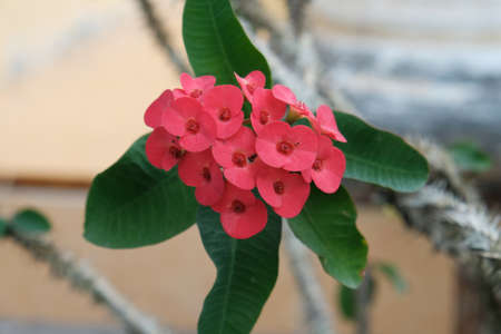 Euphorbia milii, the crown of thorns, called Corona de Cristo in Latin America  is a species of flowering plant in the spurge family Euphorbiaciae, native to Madagascar.の写真素材