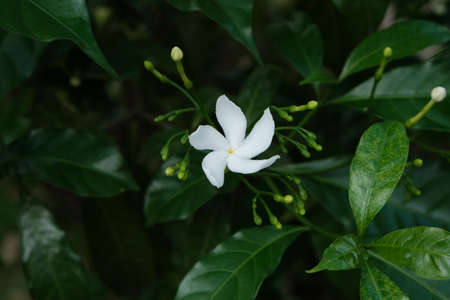 Thai white jasmine flower in the garden, closeup flower photoの写真素材