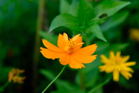 Cosmos sulphureus is also known as sulfur cosmos and yellow cosmos. this flower is in the gardenの写真素材
